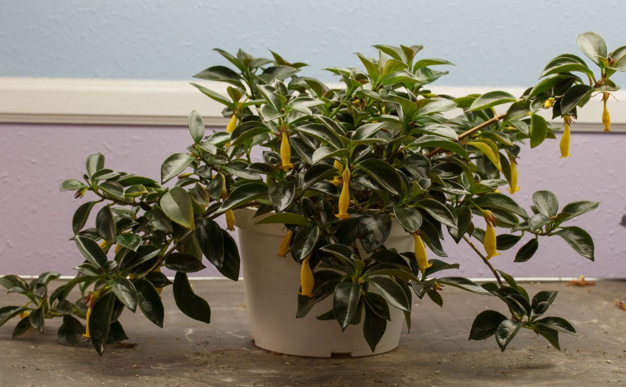 Нематантус грегариус