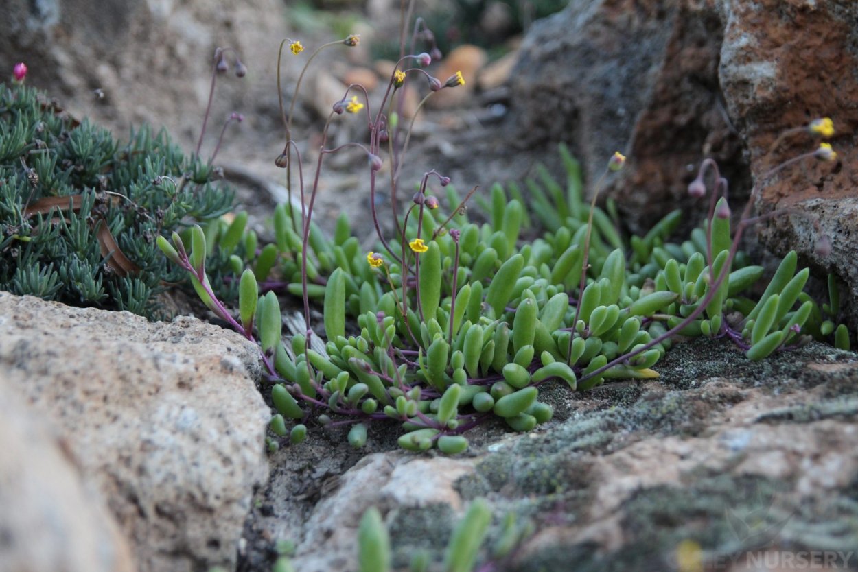 Othonna triplinervia