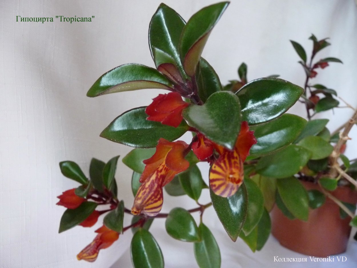 Нематантус гибридный