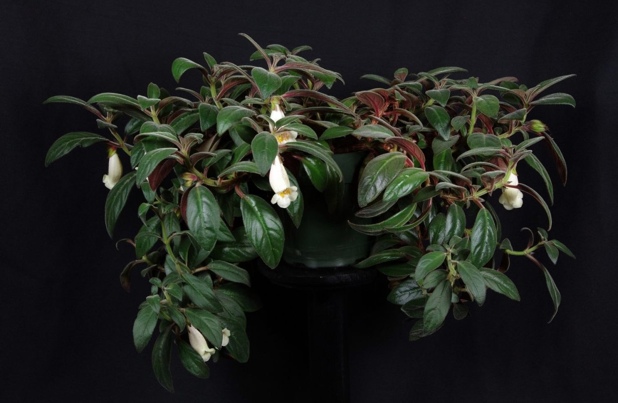 Нематантус гибридный