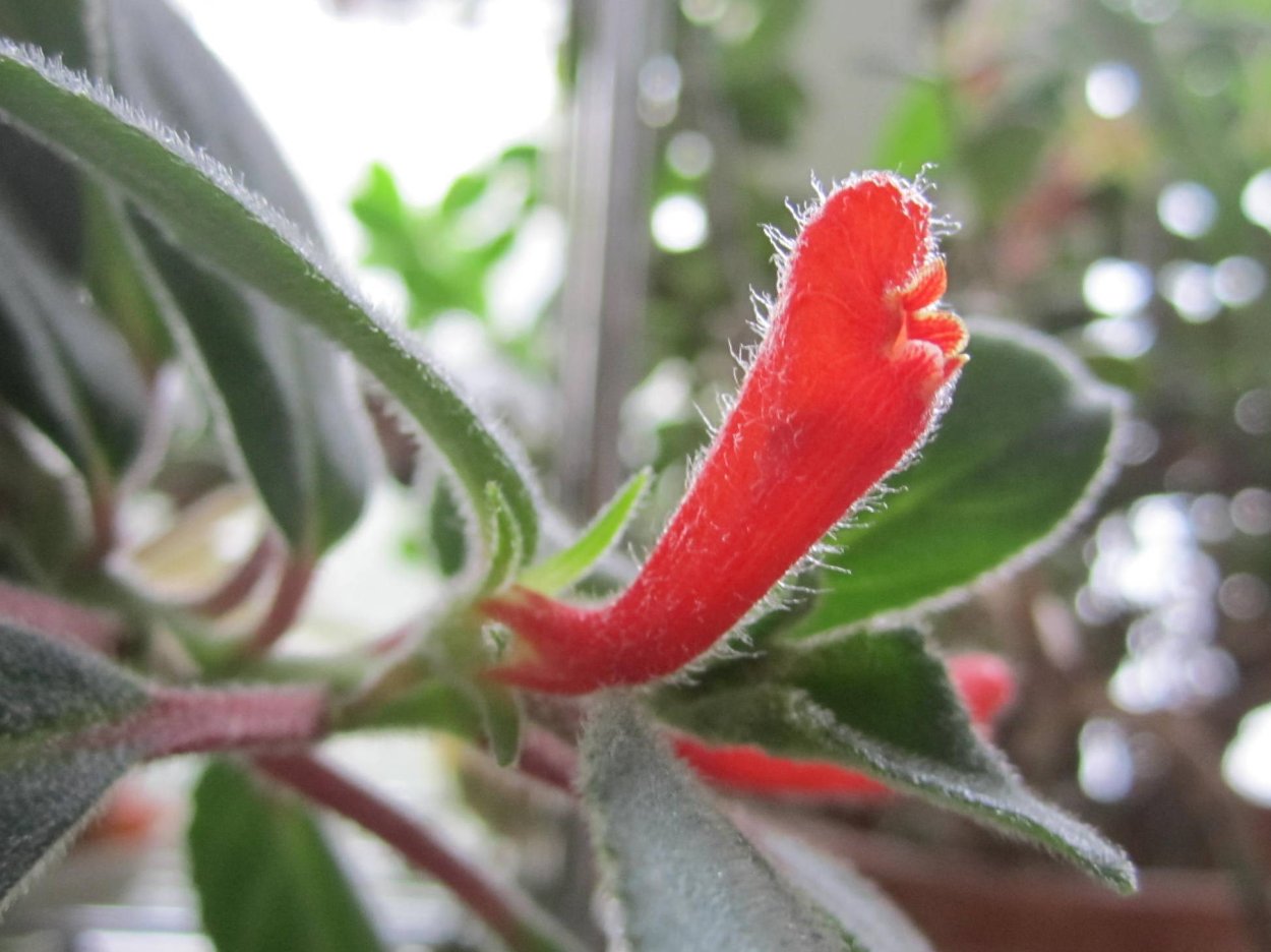 Нематантус Альба