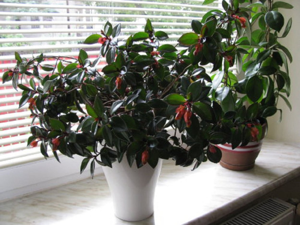 Нематантус грегариус