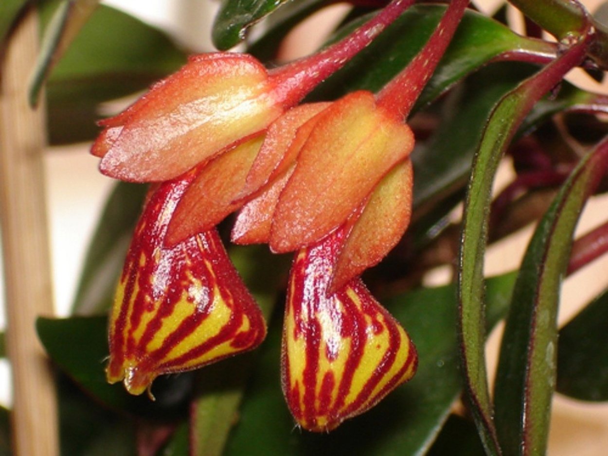 Нематантус грегариус