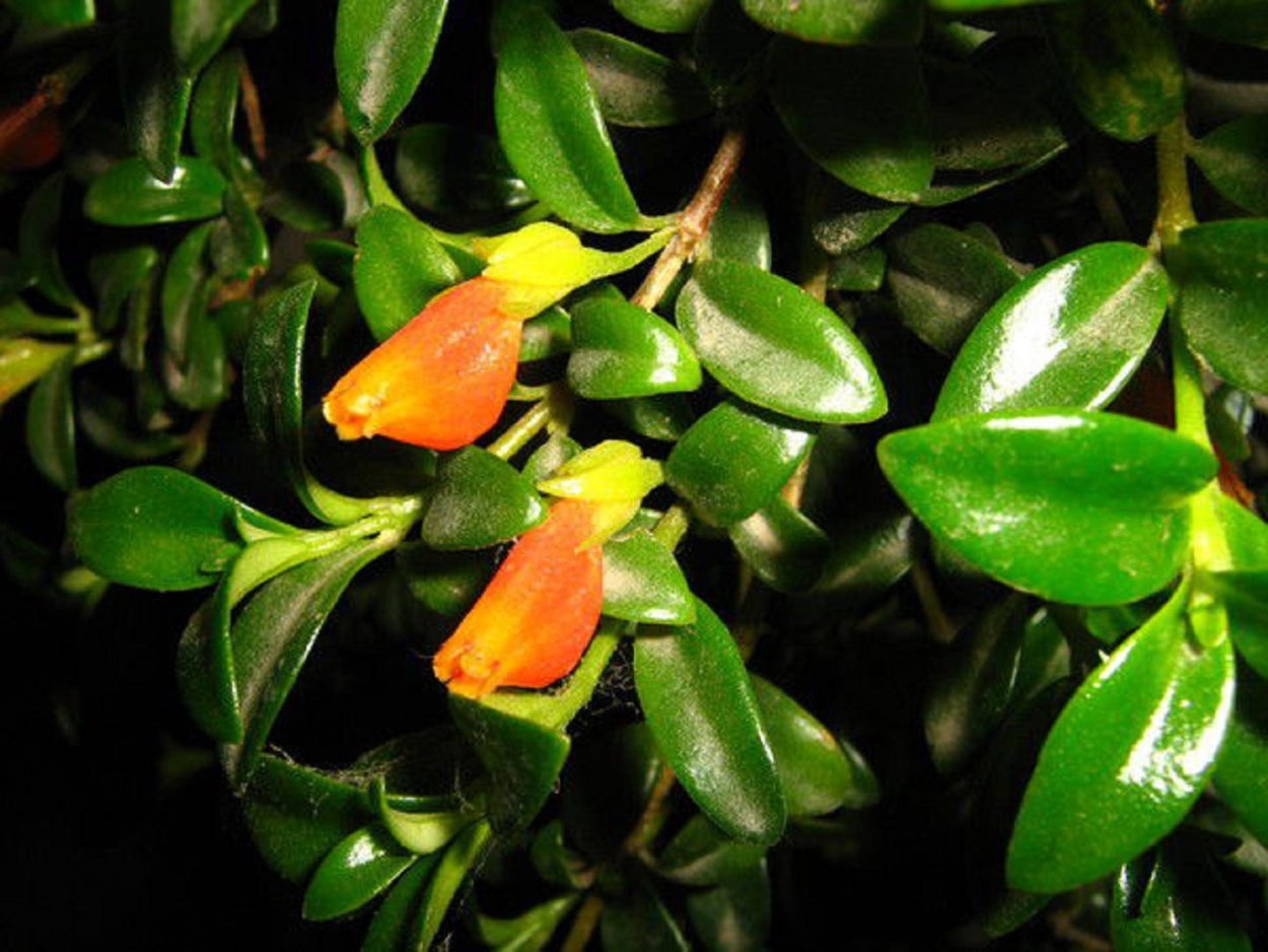 Гипоцирта цветок