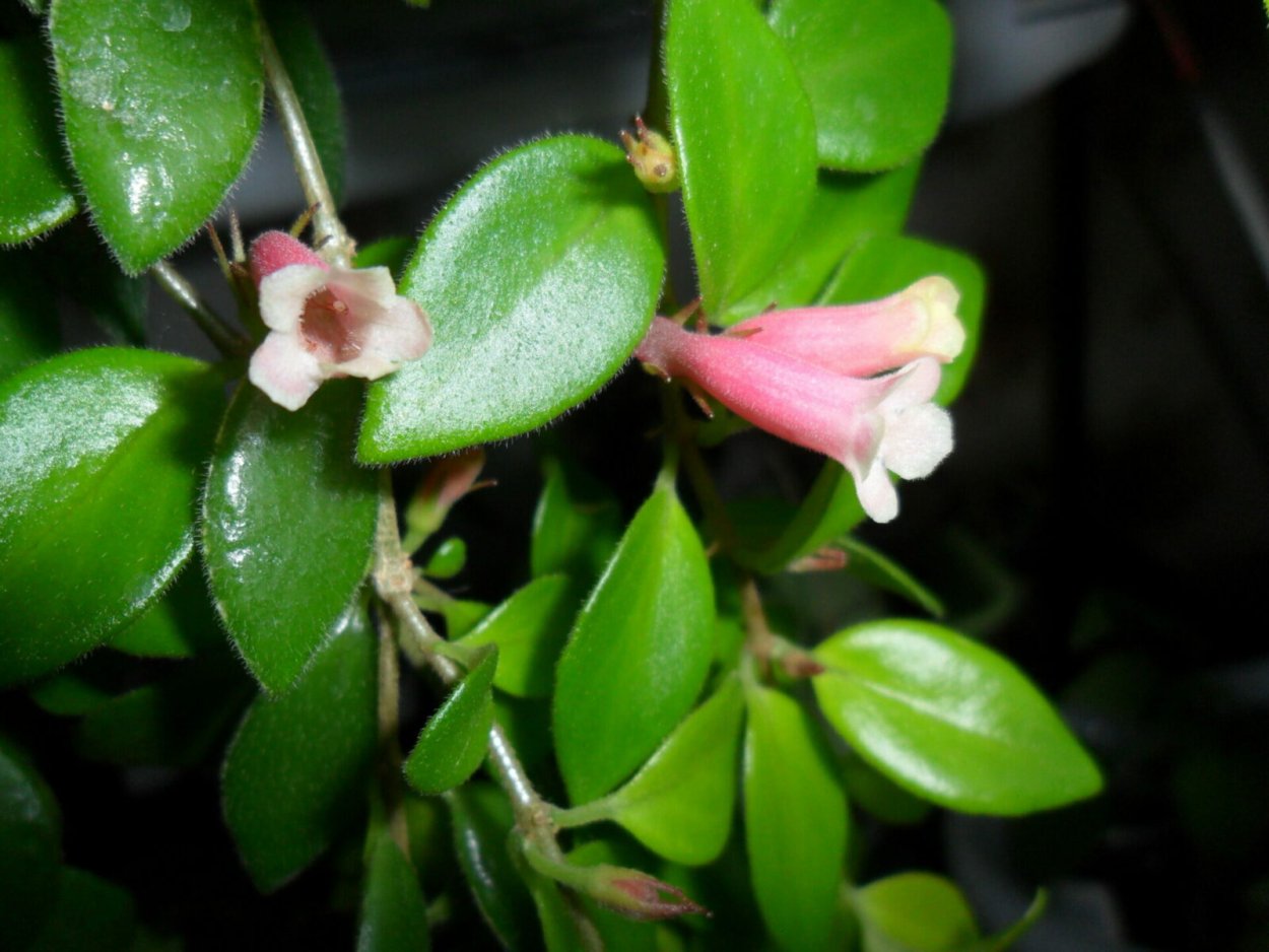 Растение нематантус d12см h25см