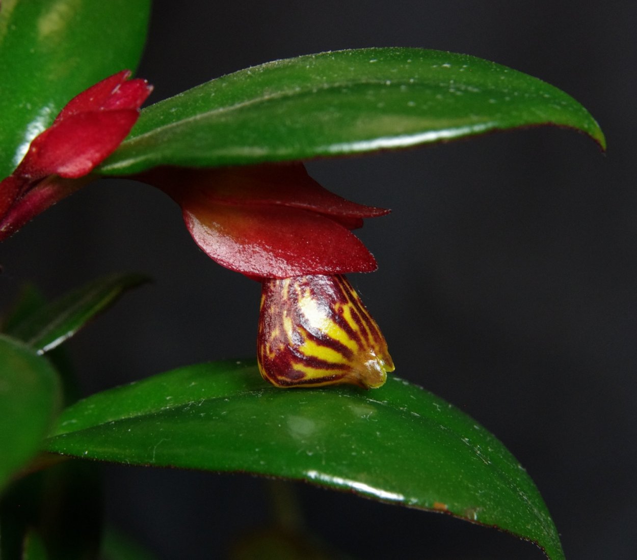 Нематантус ампельный