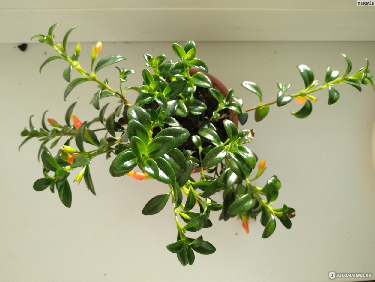 Растение нематантус d16