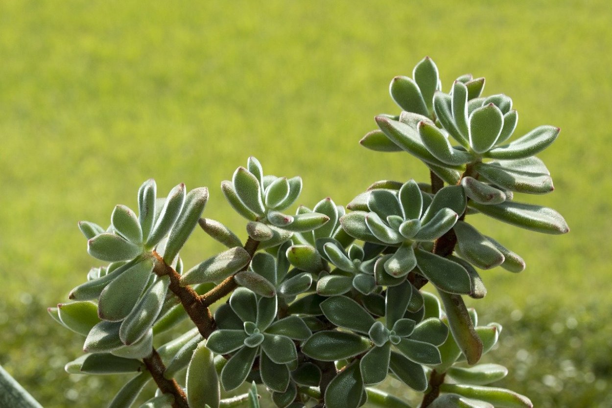 Растение с толстыми листьями