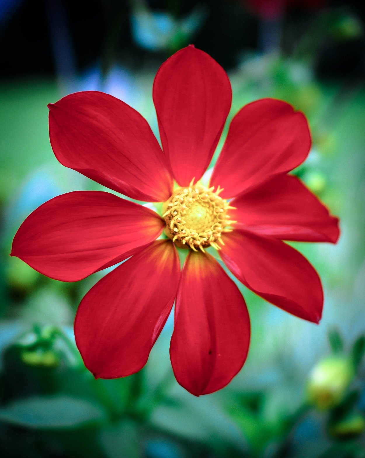 Аленький цветочек для детей