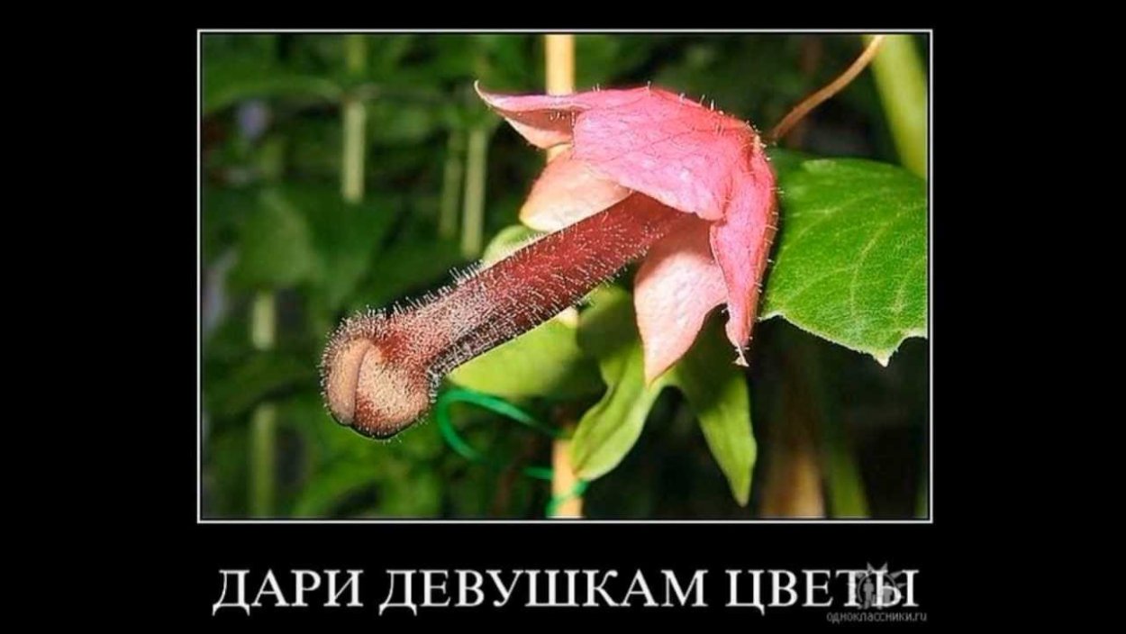 Аленький цветочек мультфильм Настенька