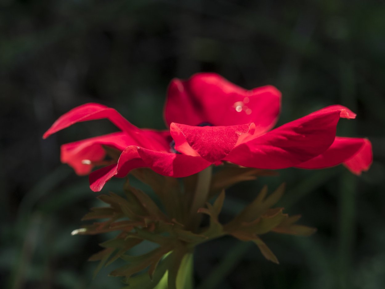 Аксаков Аленький цветочек иллюстрации