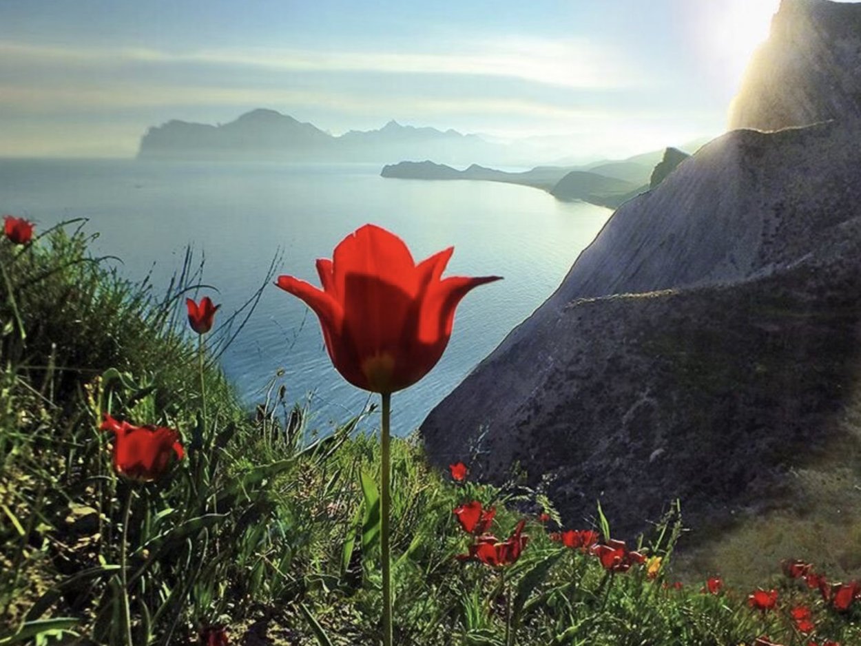 Сказочные цветы