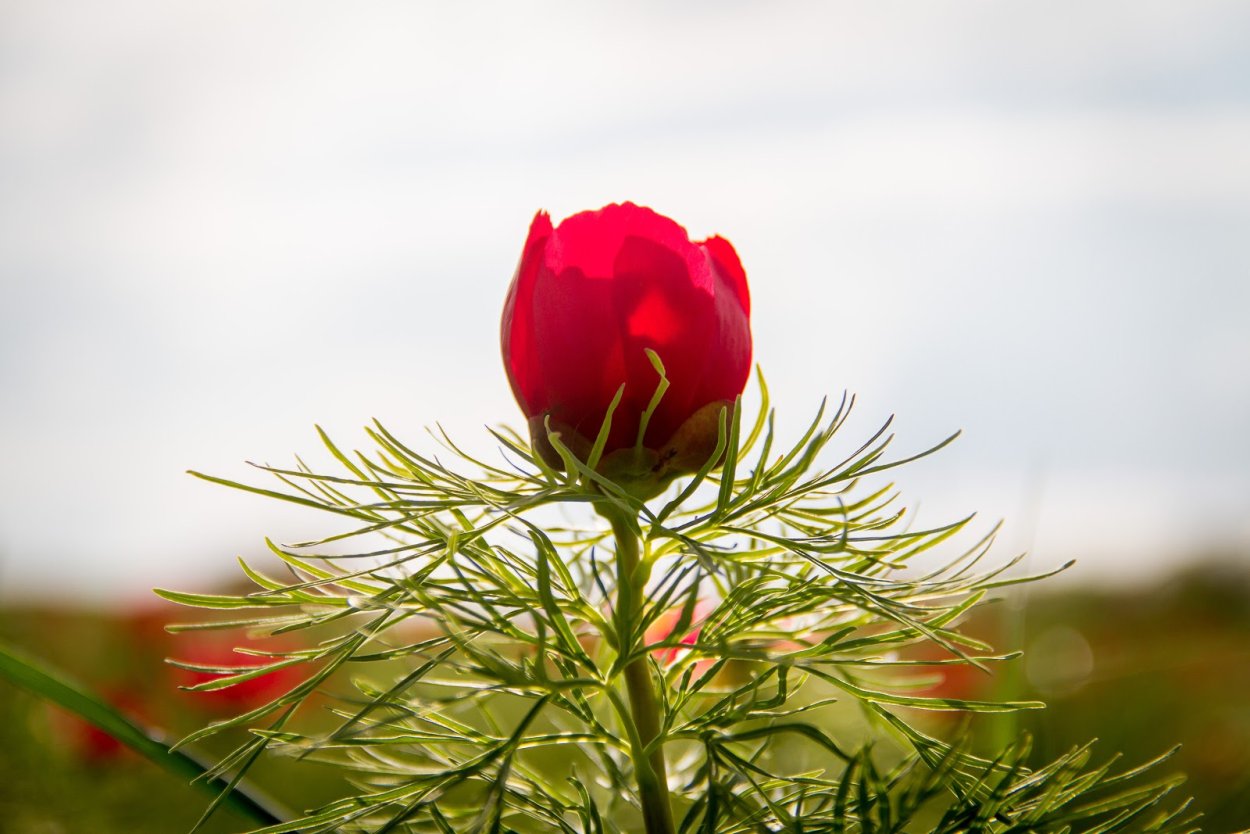 Аленький цветочек