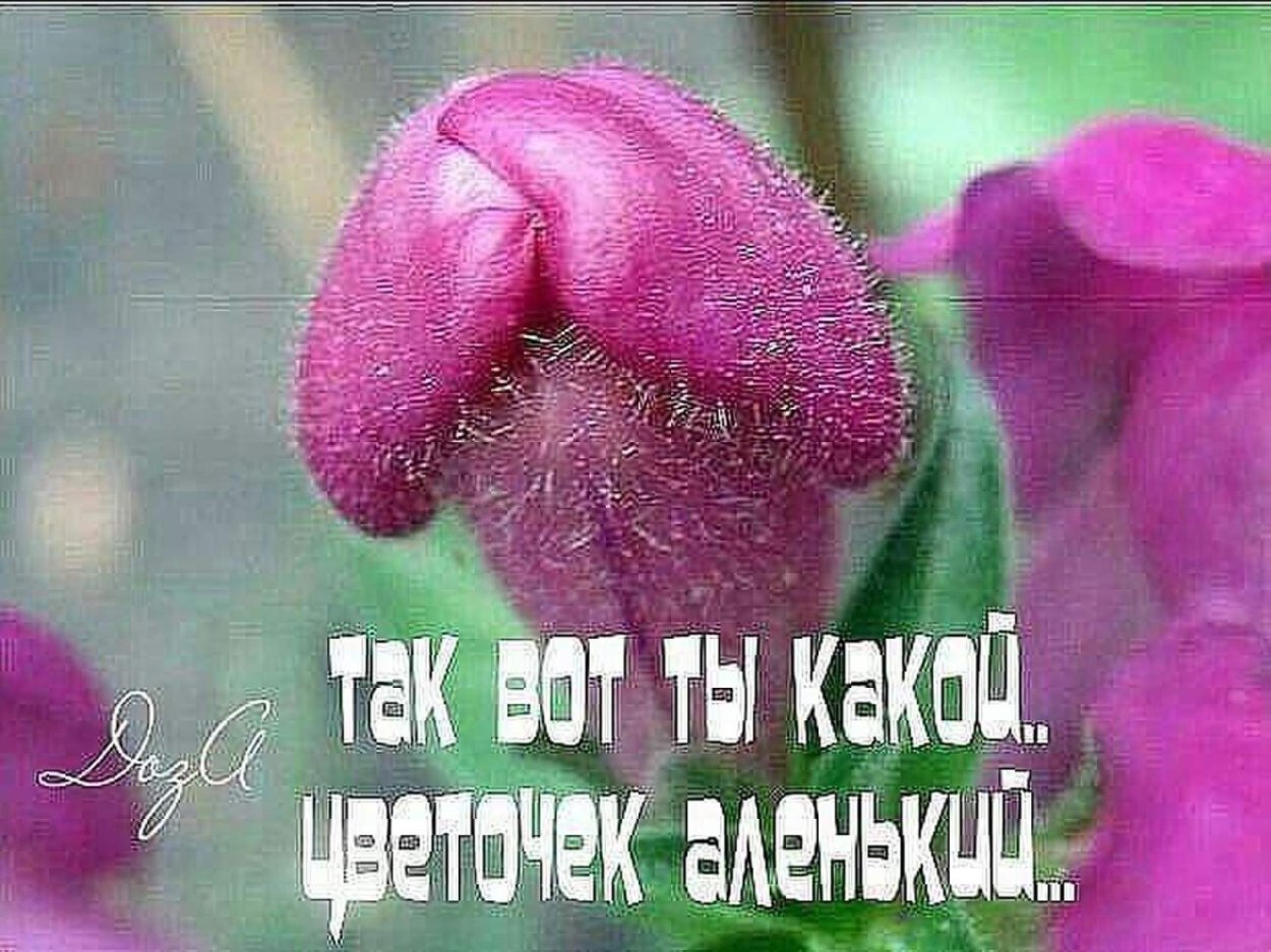 Аленький цветочек фото