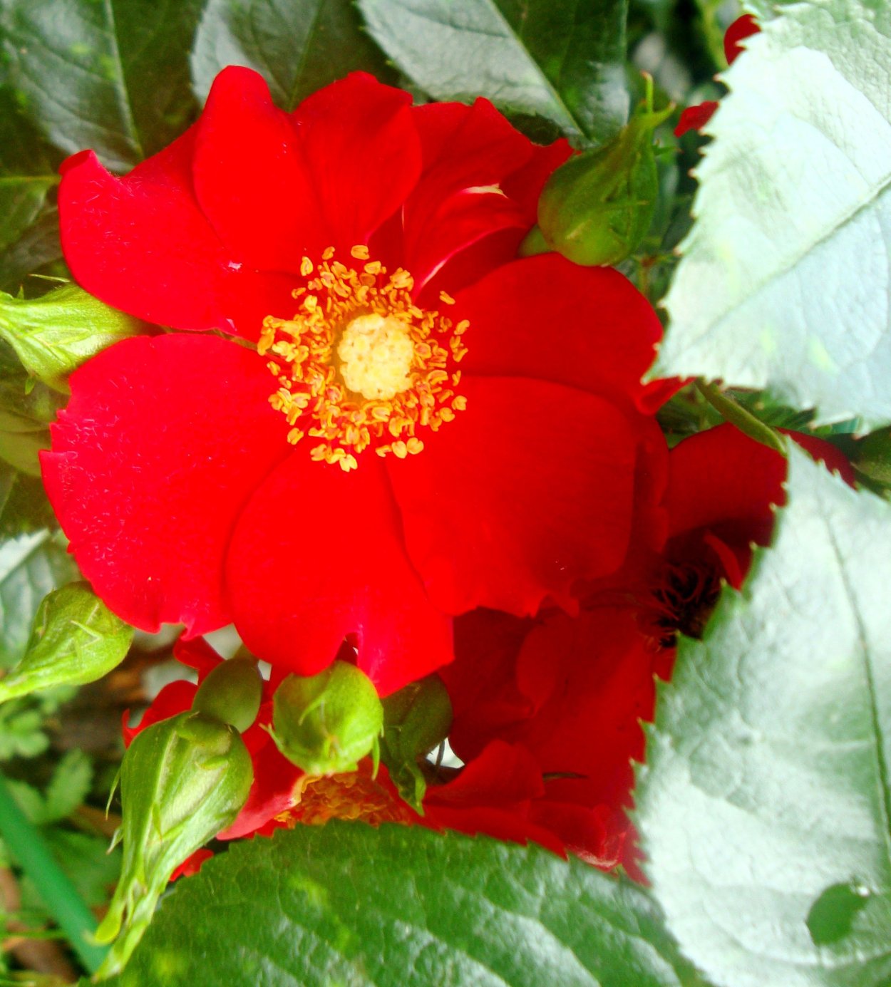 Аленький цветочек Кавказского леса