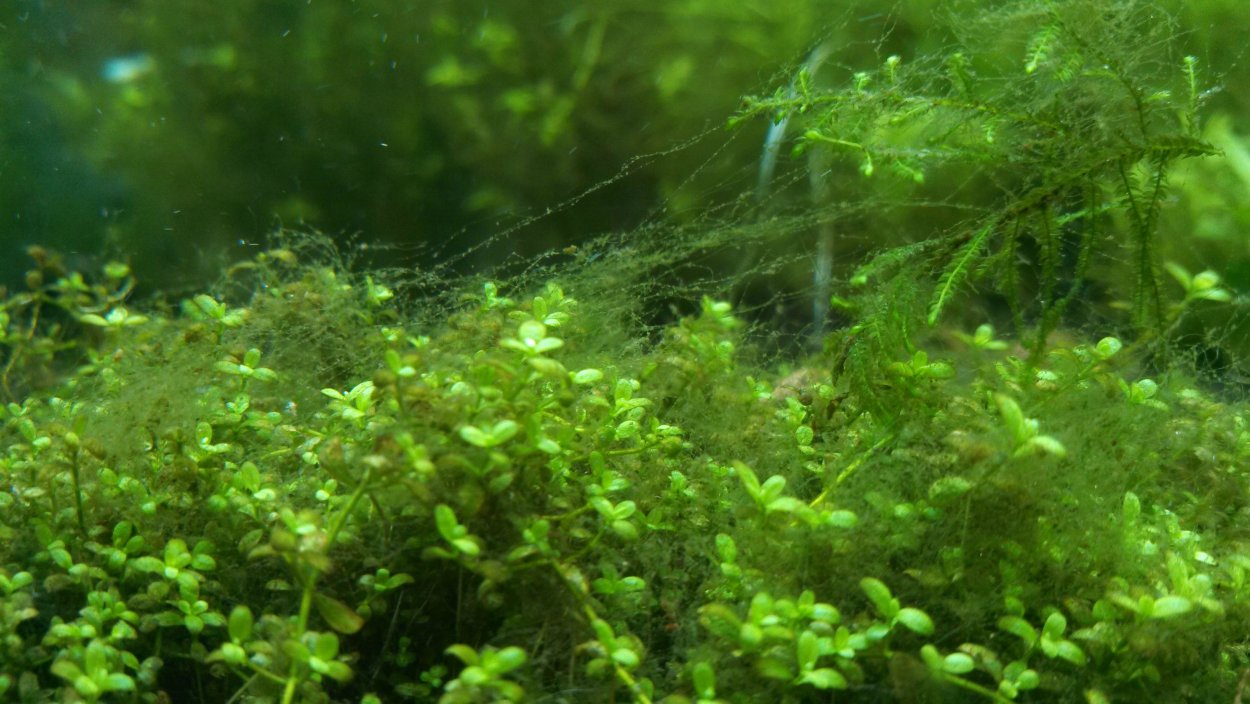 Аквариум водоросли нитчатка