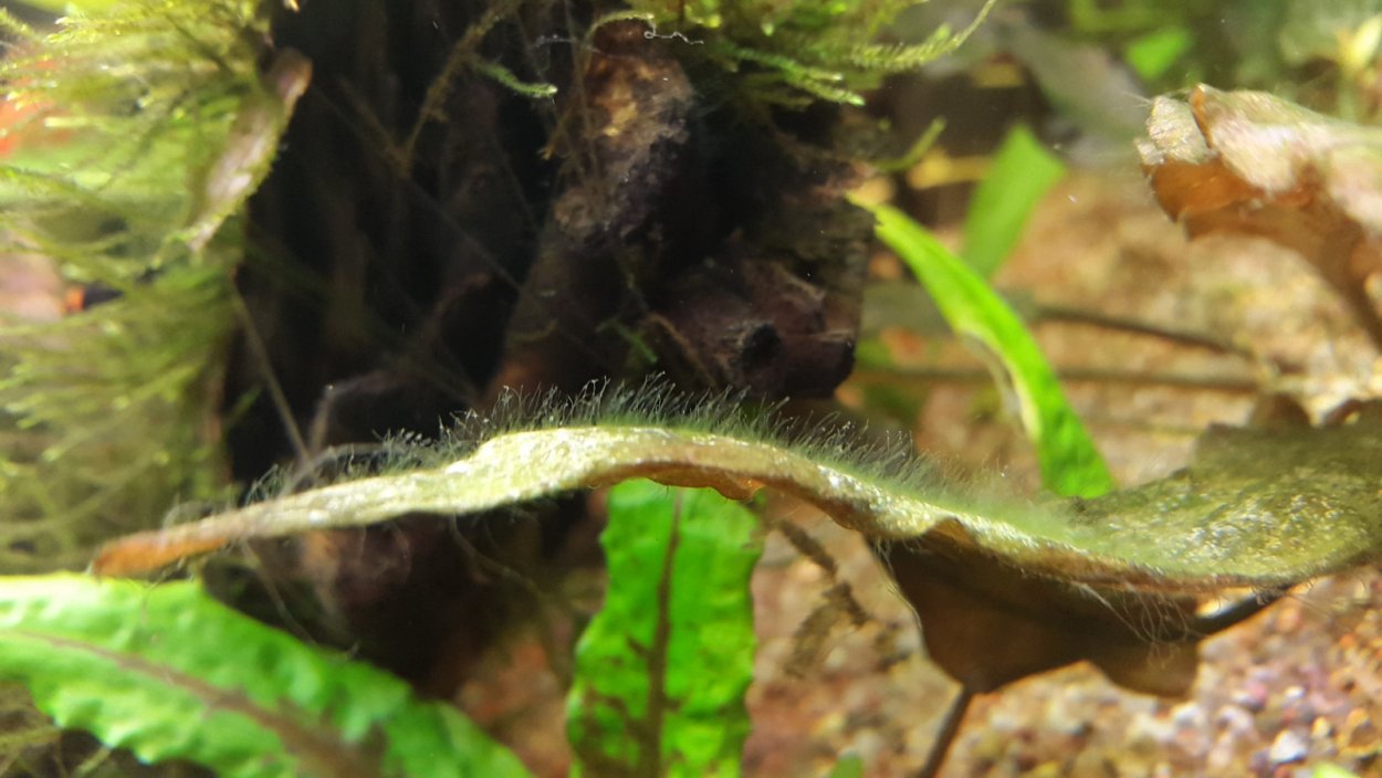 Аквариум водоросли нитчатка