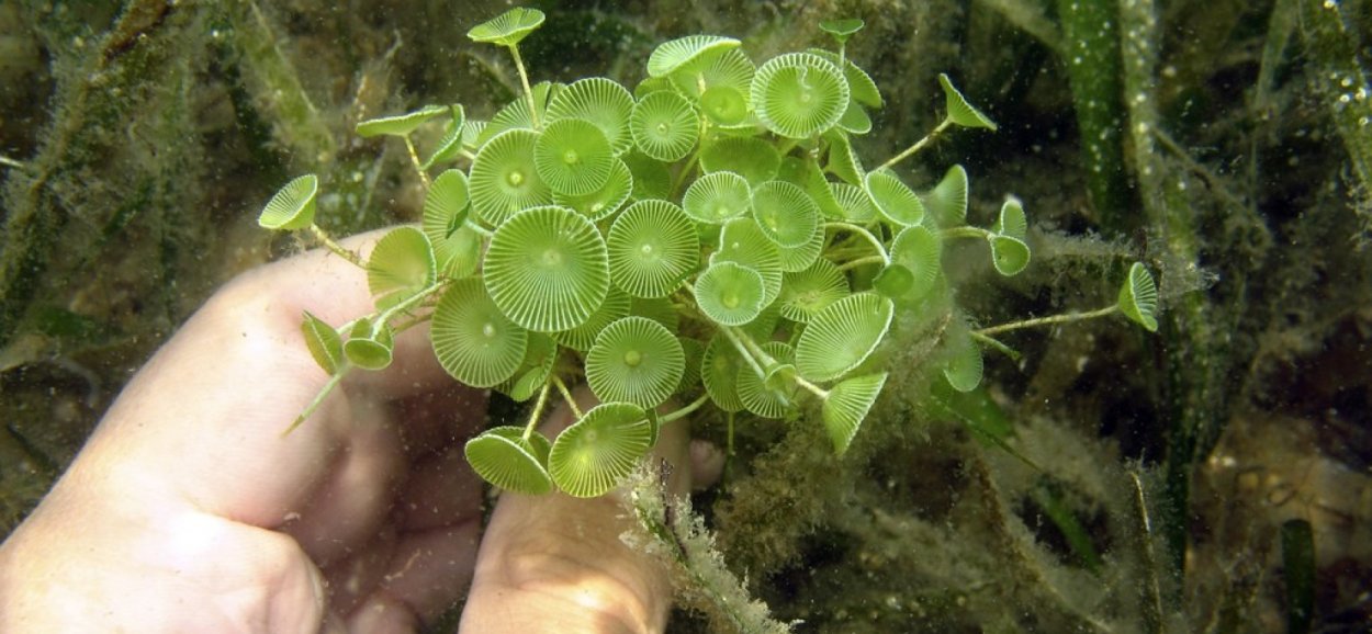 Спирогира ризоиды