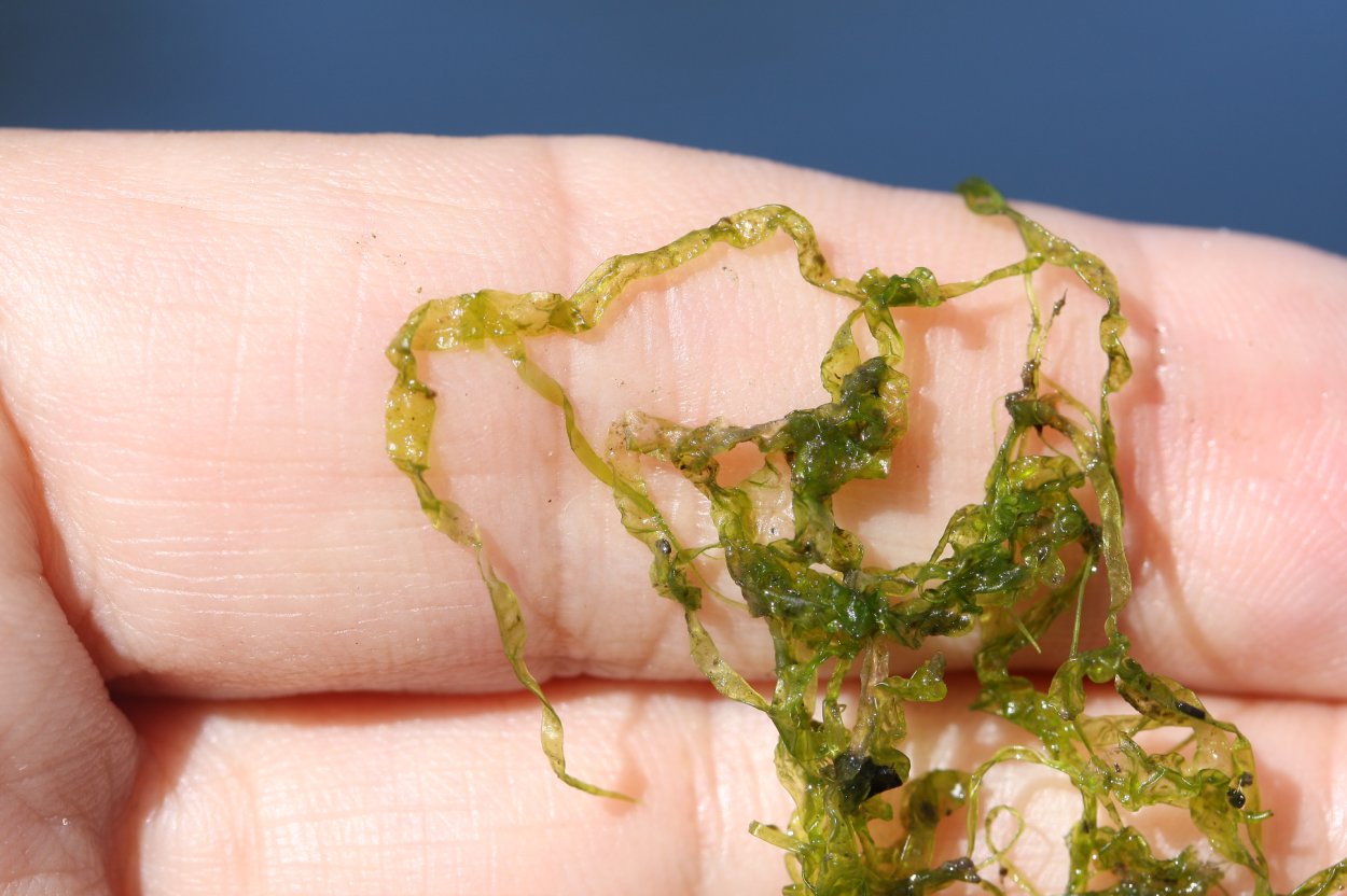 Сальвиния аквариумное растение