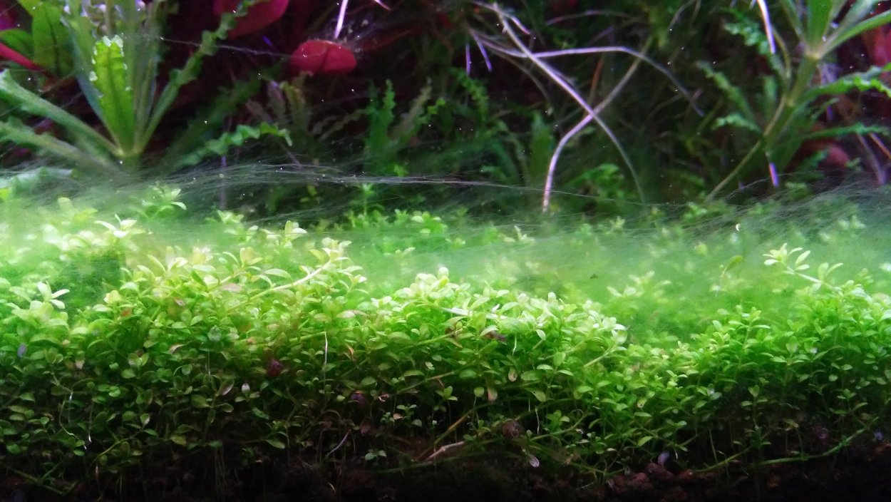 Хлорелла водоросль