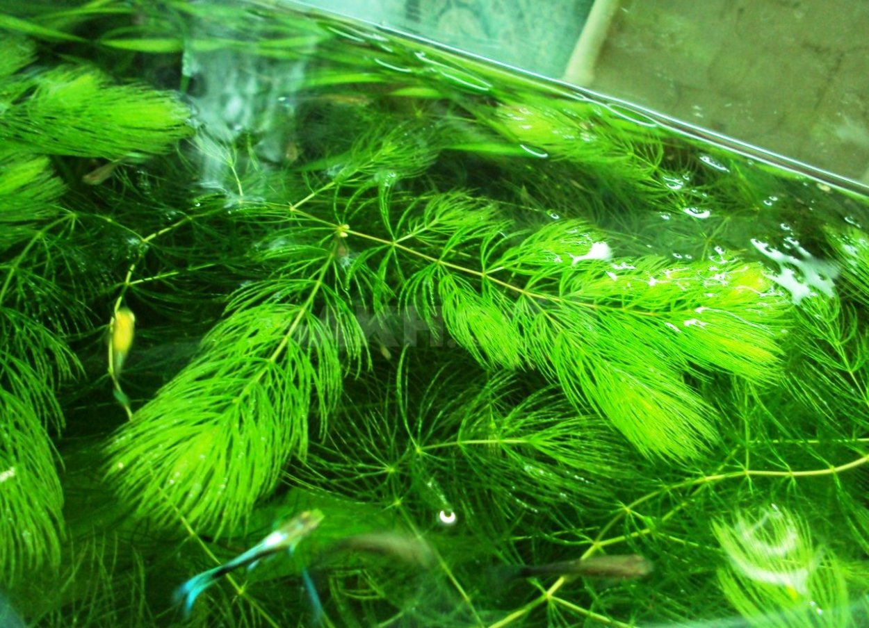 Аквариум водоросли нитчатка