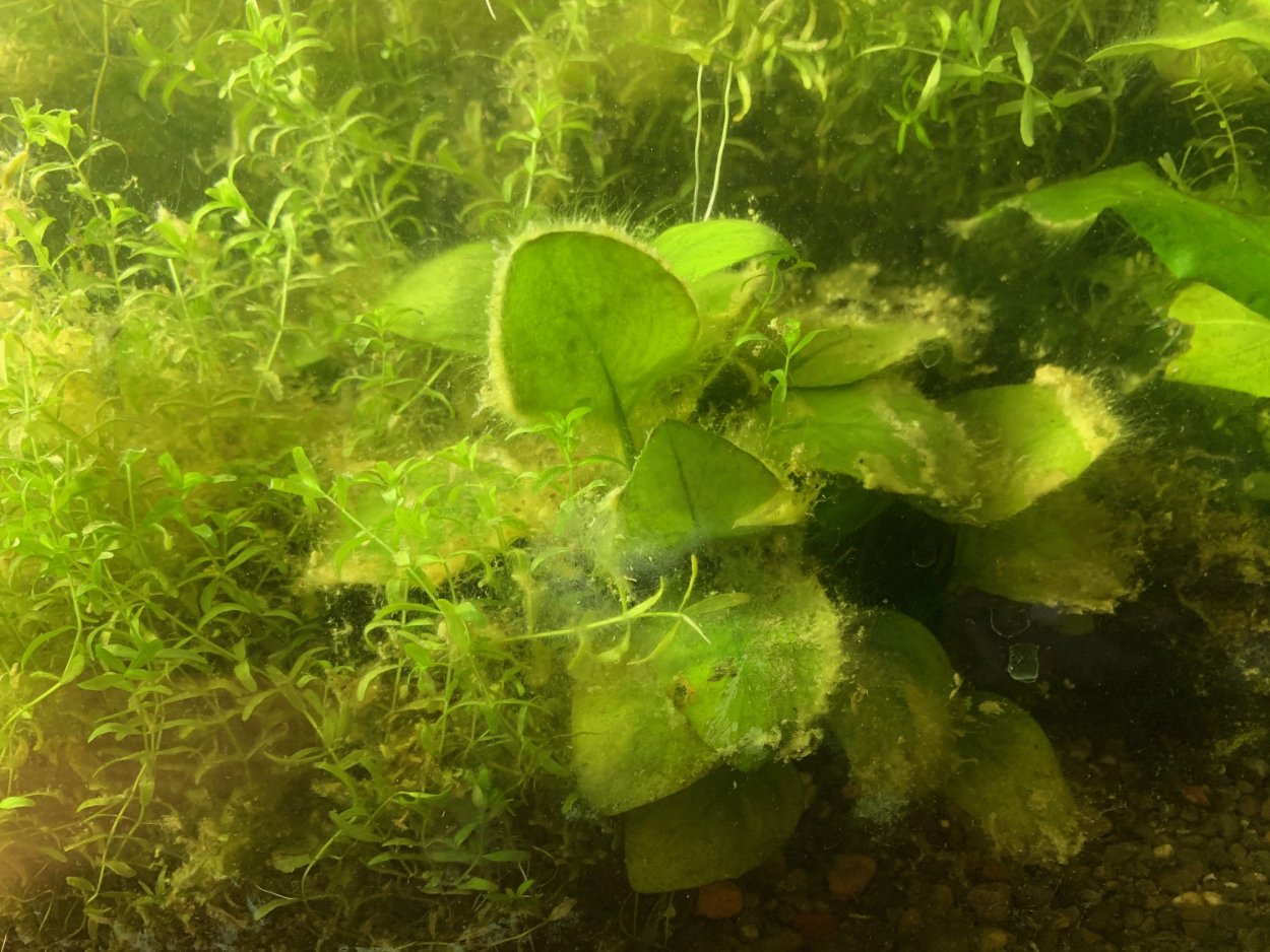 Микрастериас водоросль