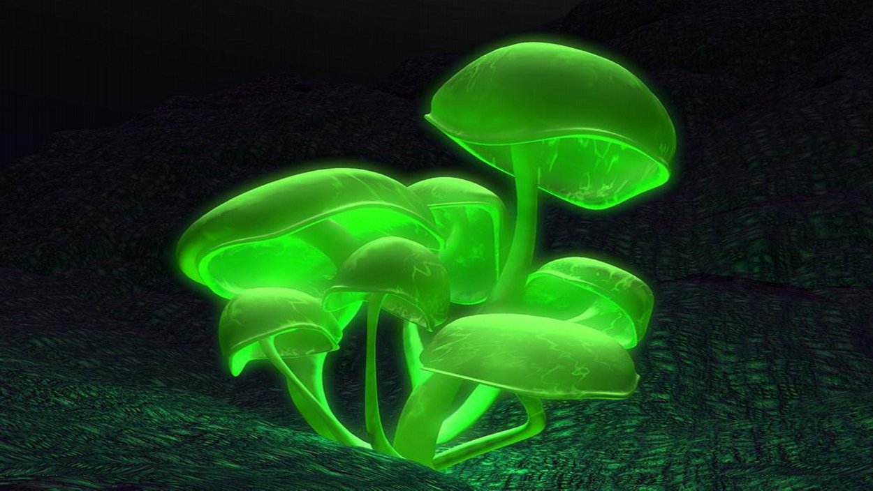 Светящиеся цветы ночью