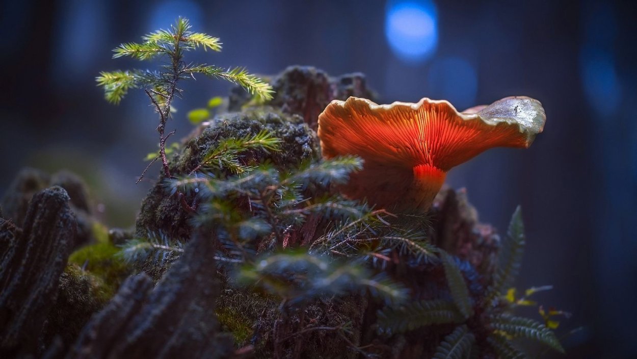 Аватар фильм природа Эйва