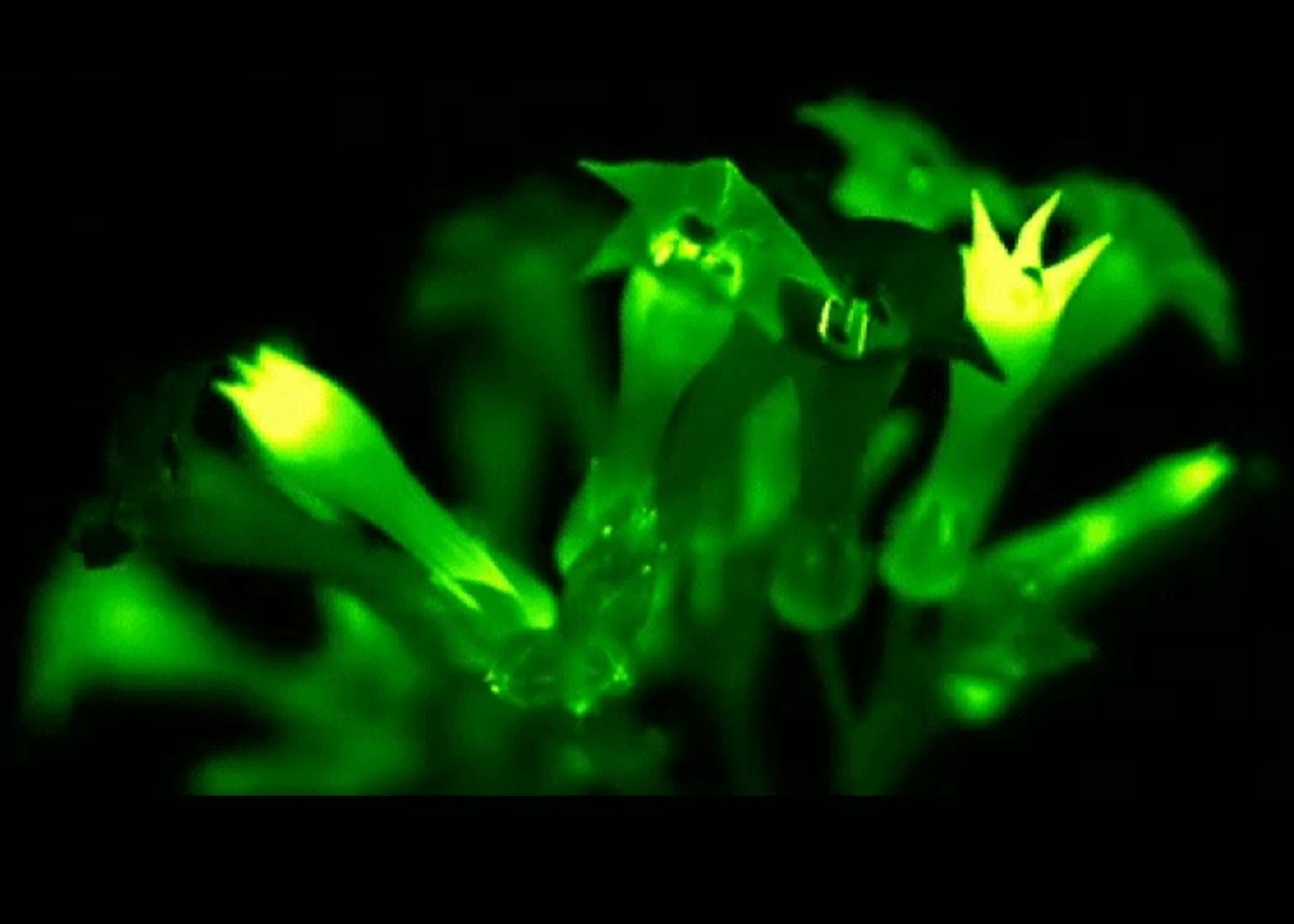 Пандора Планета Эйва