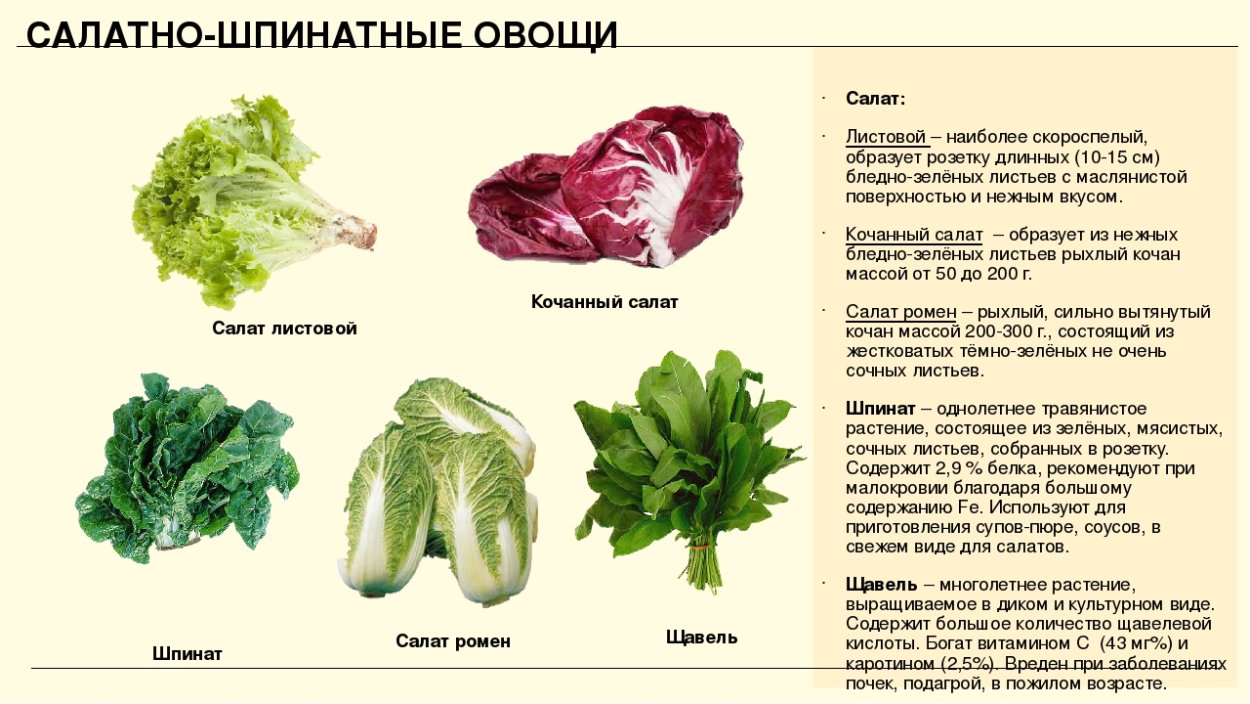 Что относится к салатно шпинатным овощам