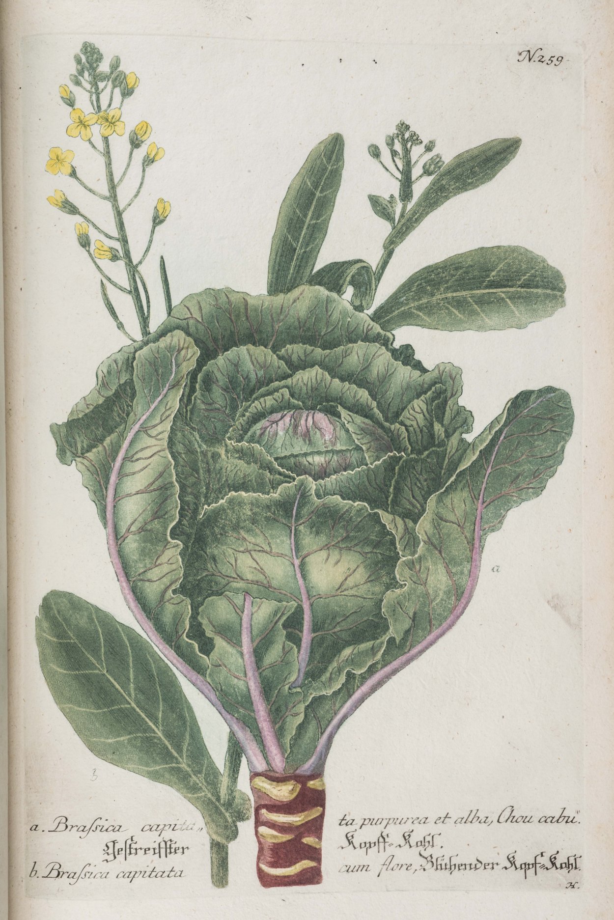 Brassica oleracea ботаника