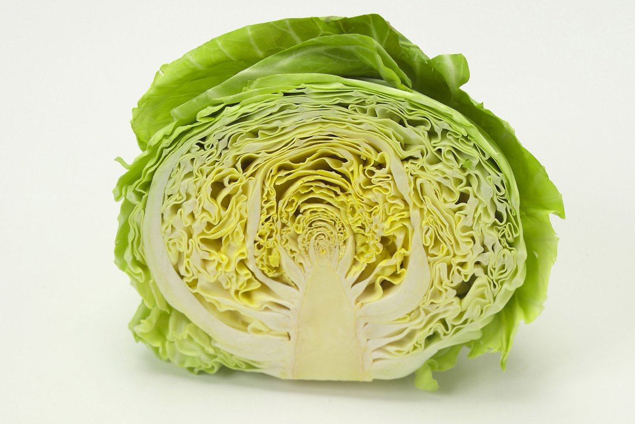 Строение кочана капусты