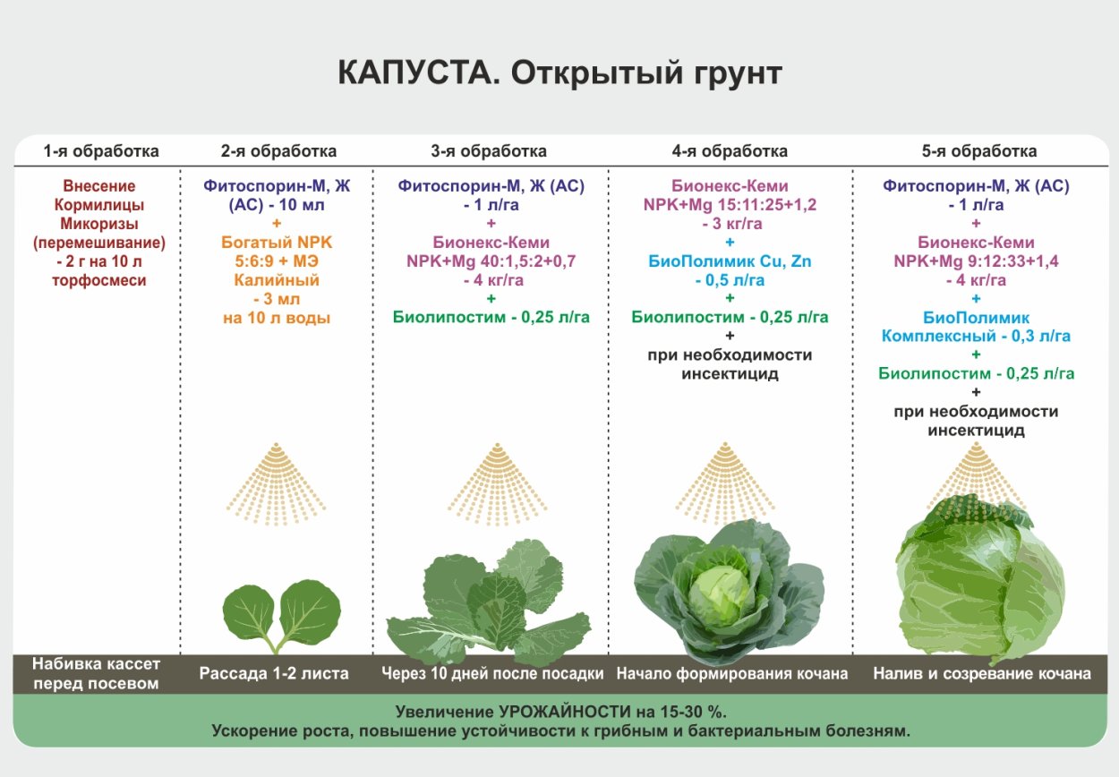 Капуста Мегатон схема посадки
