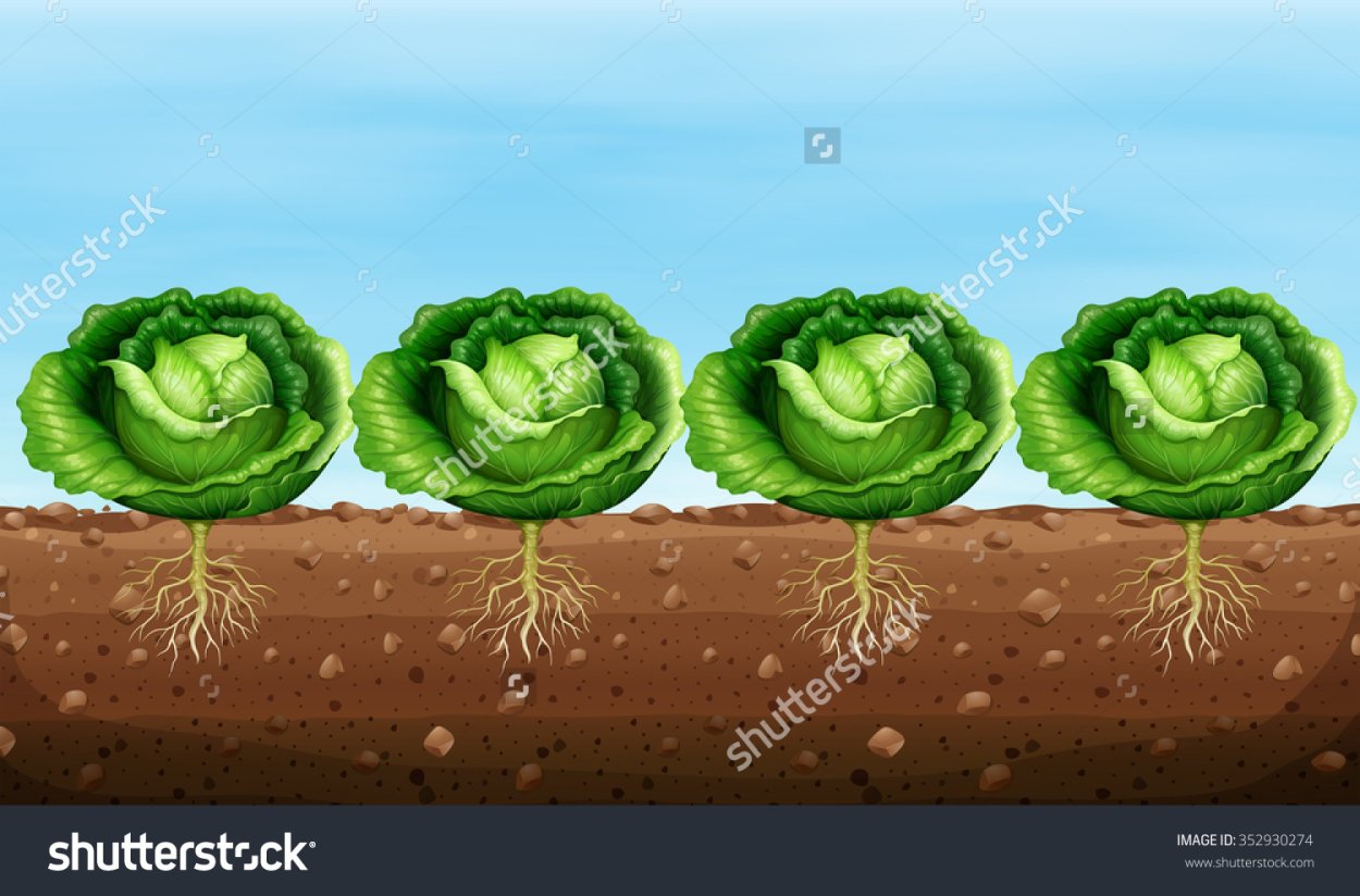 Капуста на грядке рисунок