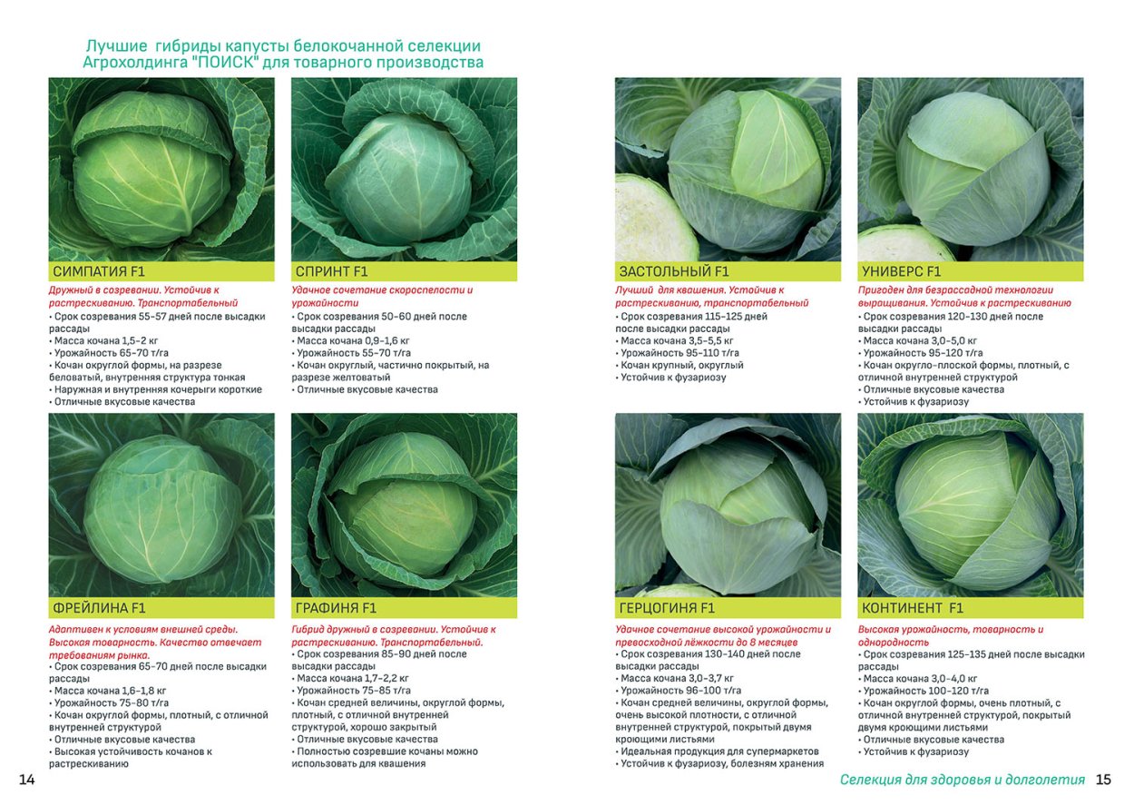 Технология возделывания капусты белокочанной