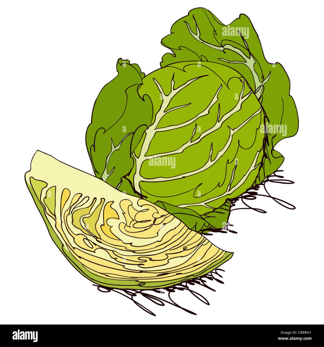 Капуста векторное изображение