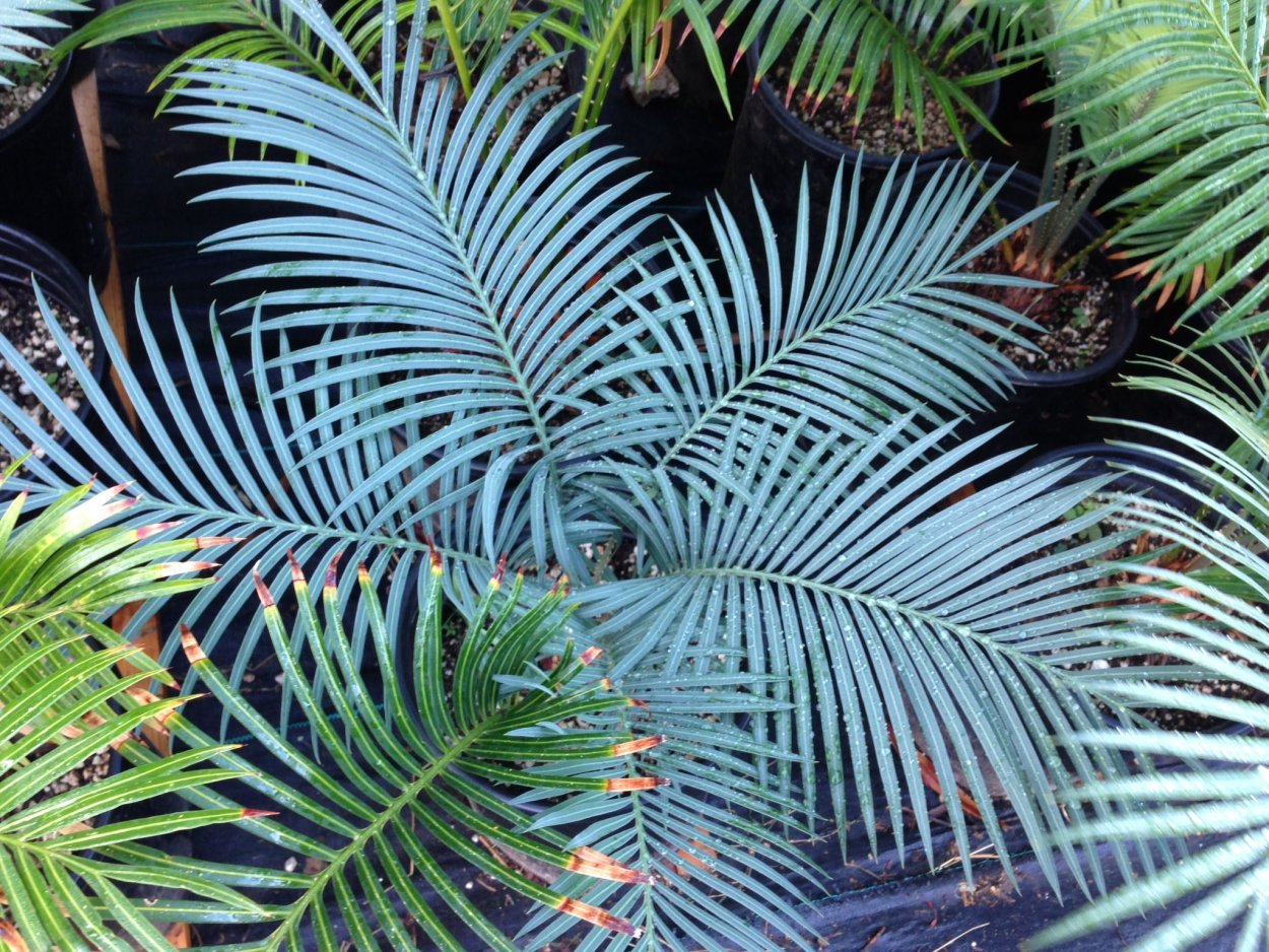 Цикас папоротник