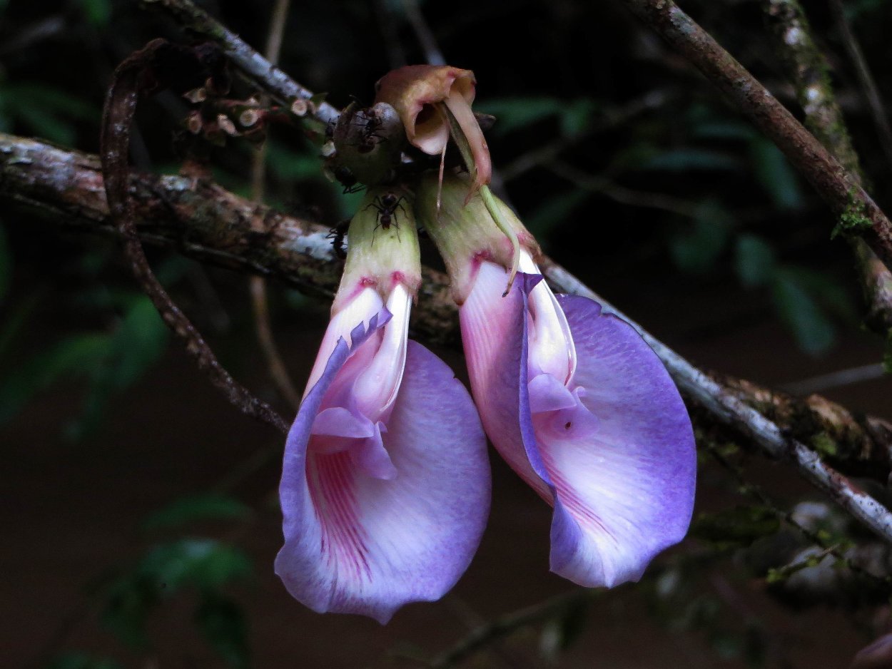 Чили Сельва тропические цветы