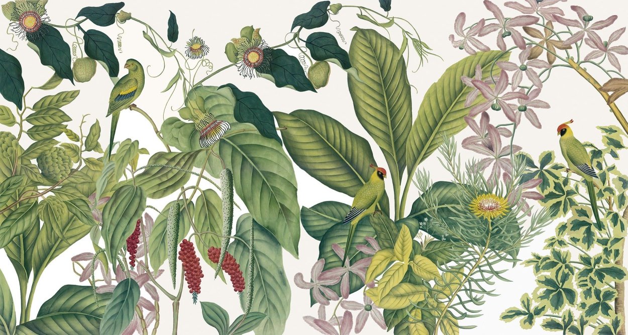 Тропические растения иллюстрации