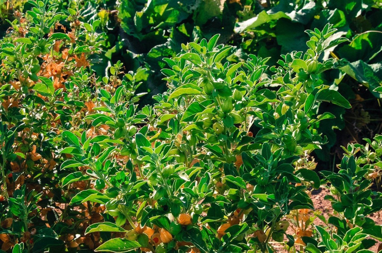 Ashwagandha Withania somnifera