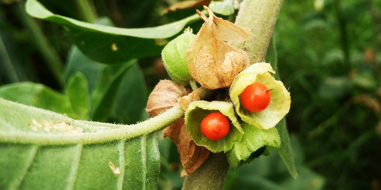 Дурман растение