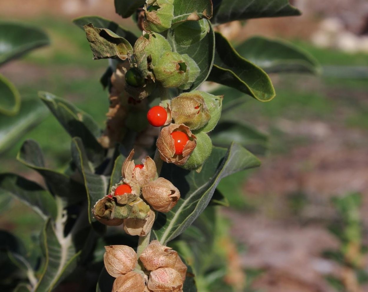 Ashwagandha Withania somnifera