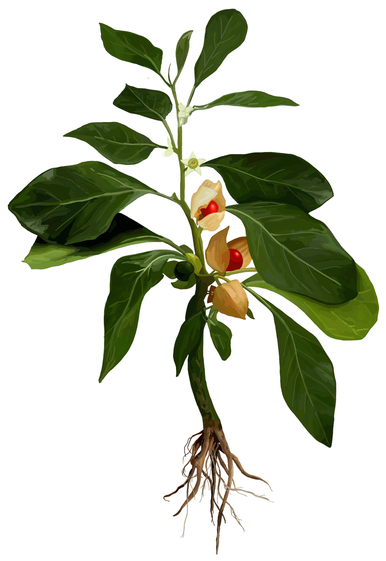 Витания Сомнифера