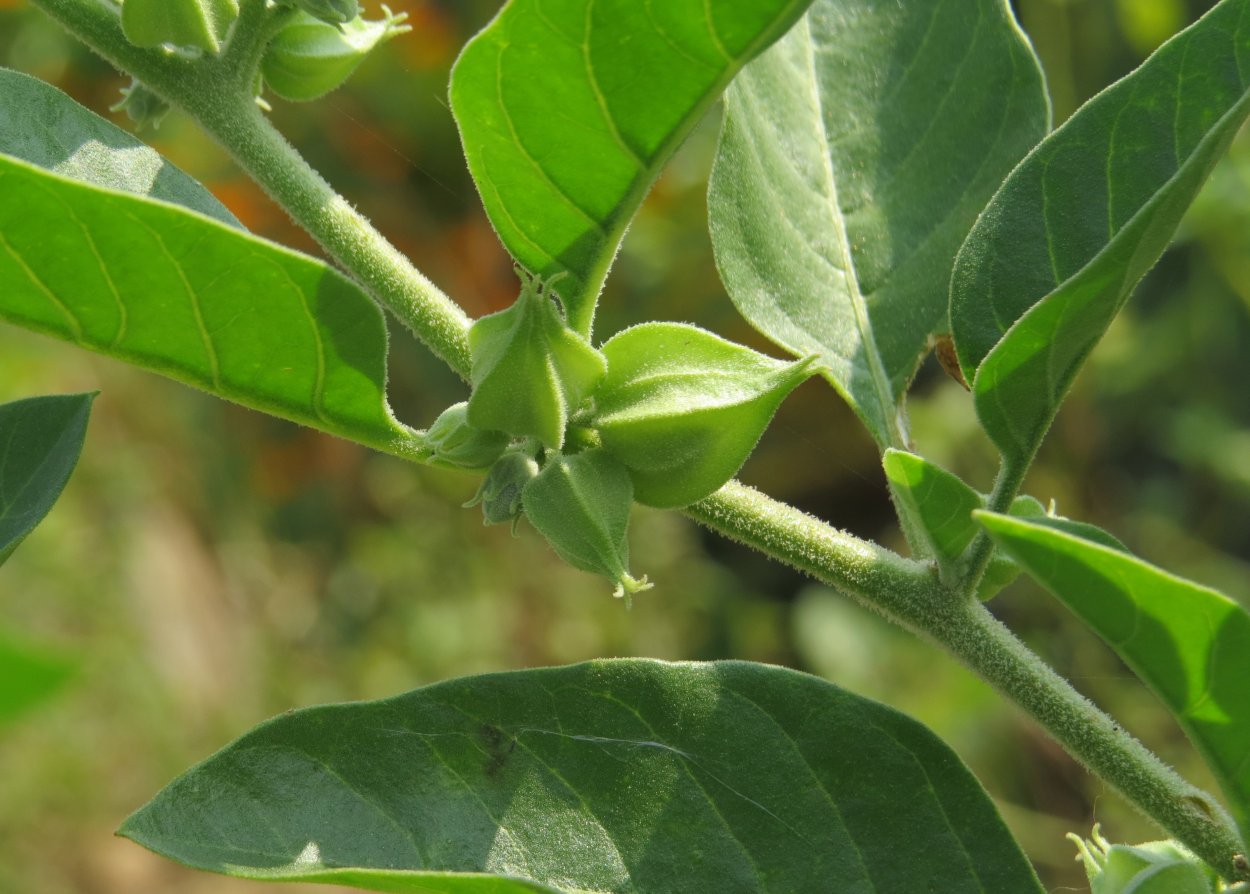 Ашваганда женьшень