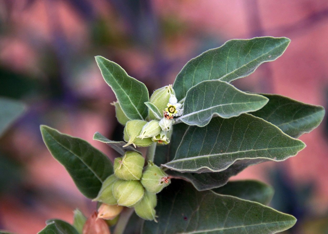 Ашваганда витания снотворная
