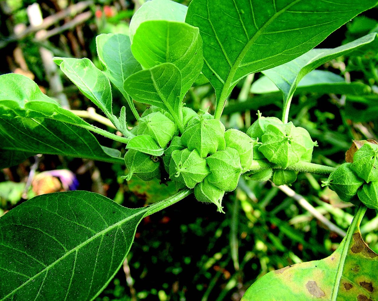 Ashwagandha Withania somnifera