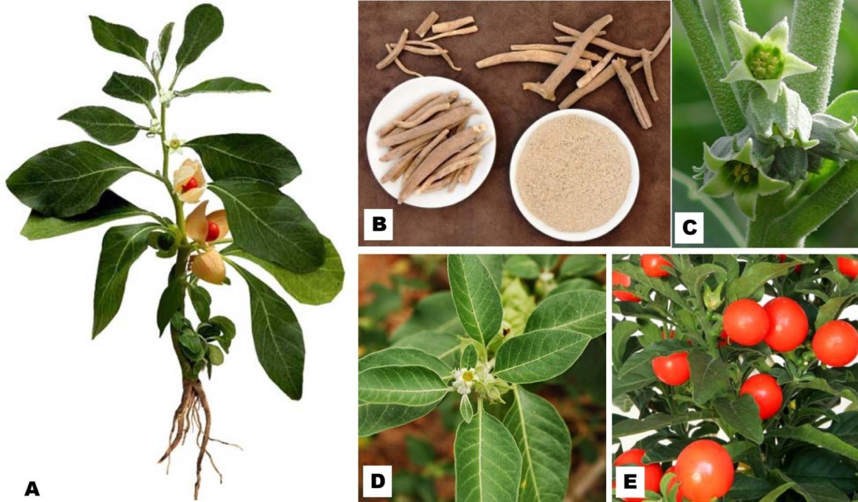 Ашвагандха листья