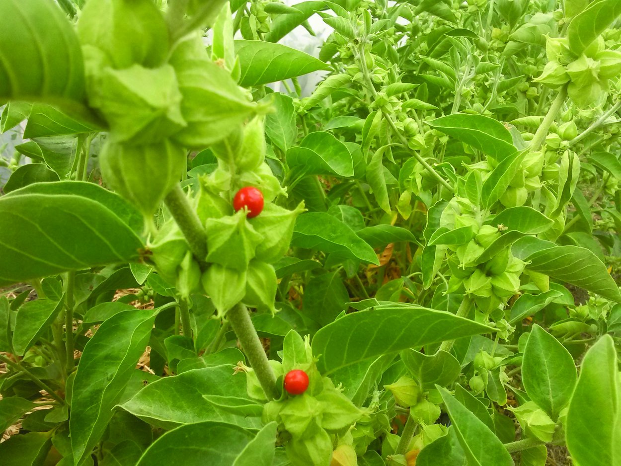 Ashwagandha Withania somnifera