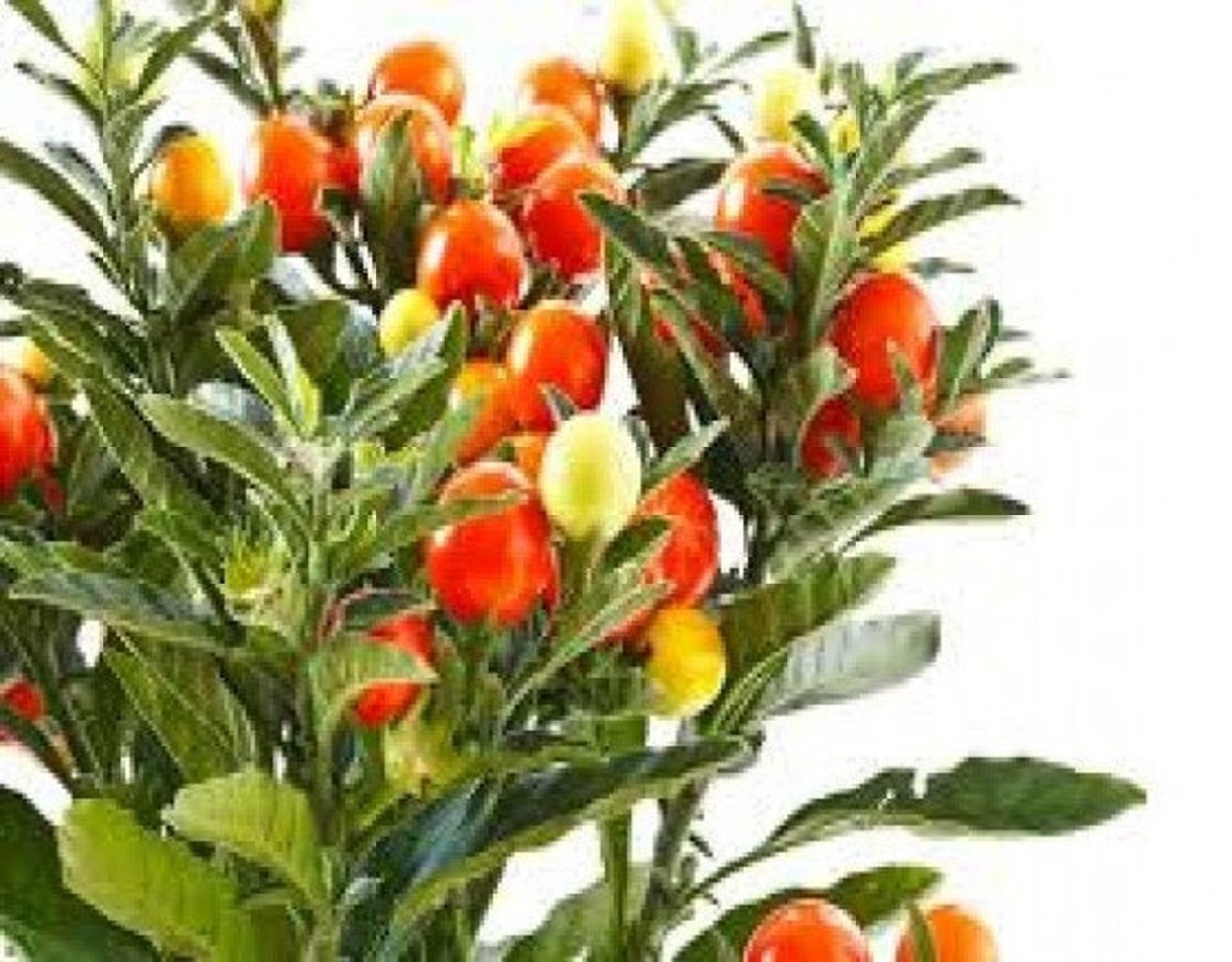 Ашваганда (индийский женьшень