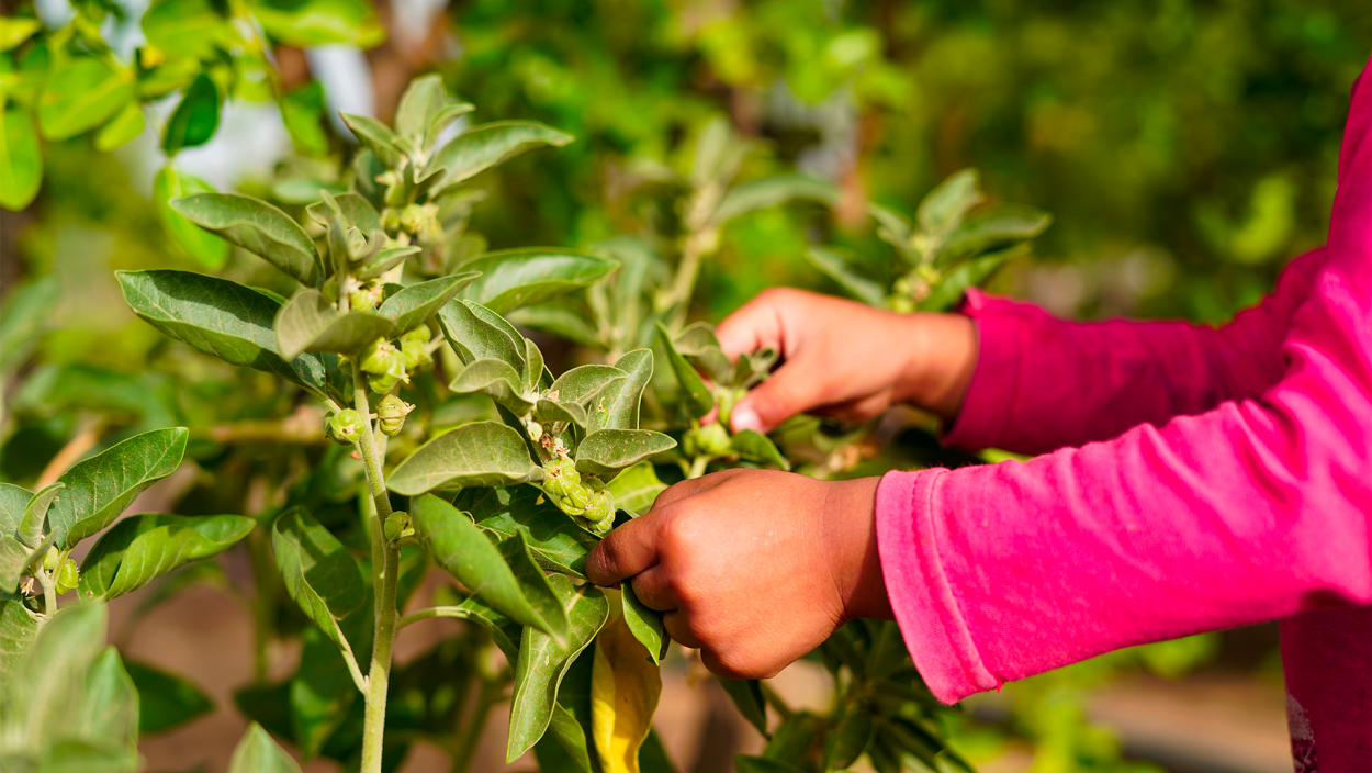 Замиокулькас долларовое дерево